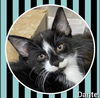 Dante
