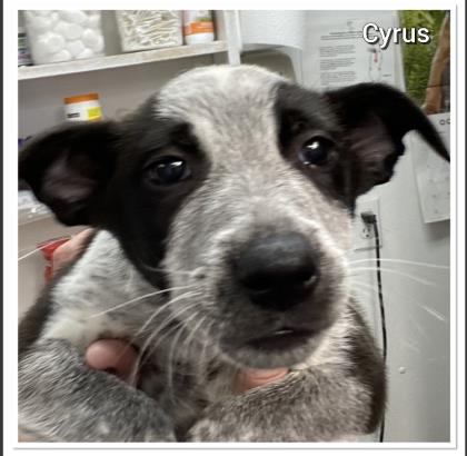 Cyrus