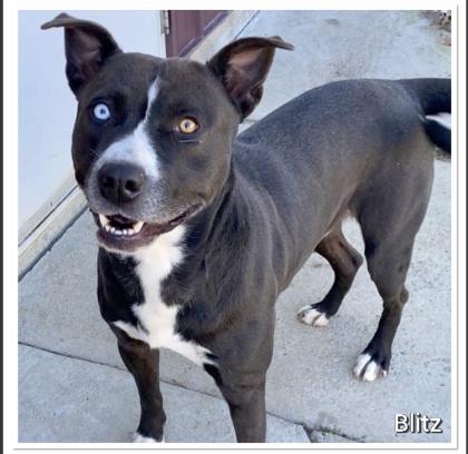 Blitz