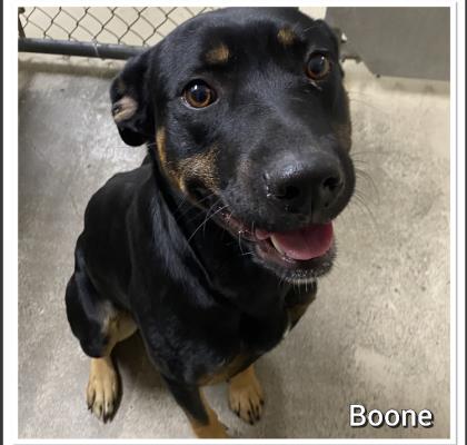 Boone