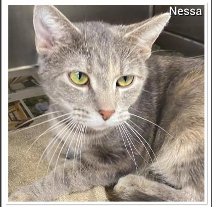 Nessa