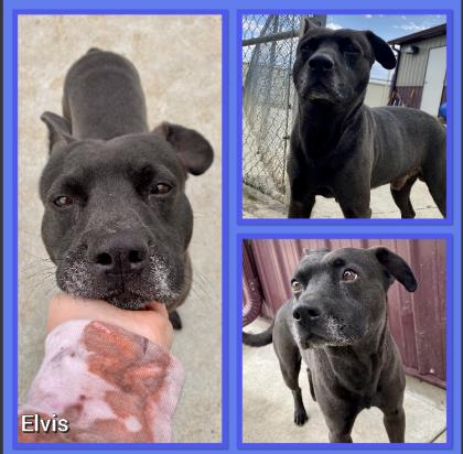 Elvis