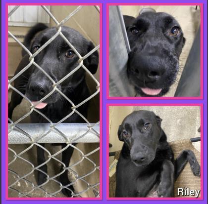 Riley