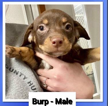 Burp