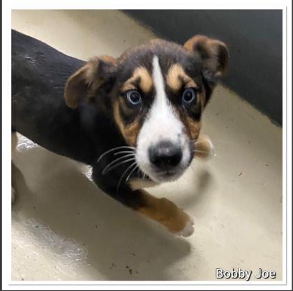 Bobby Joe