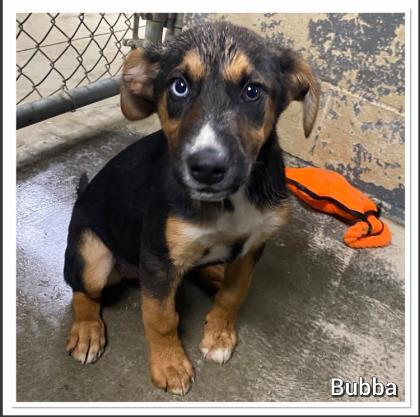 Bubba
