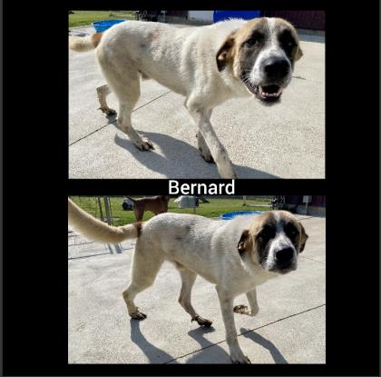 Bernard