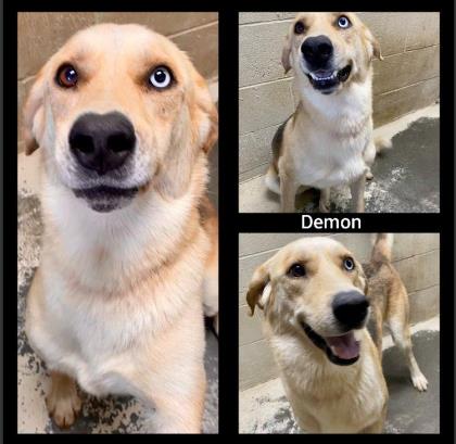 Demon