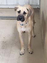 Cricket