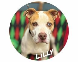 adoptable Dog in Sullivan, IN named Lilly