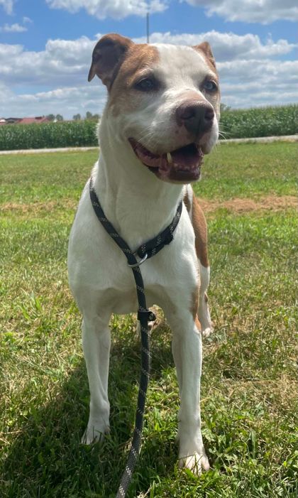 adoptable Dog in Sullivan, IN named Lilly