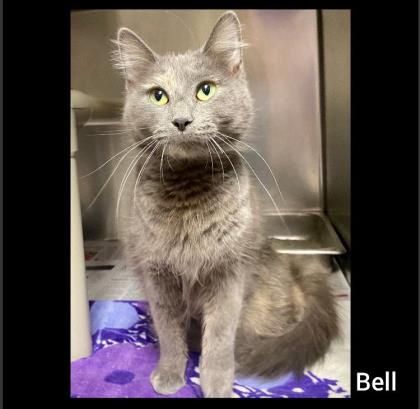 Bell