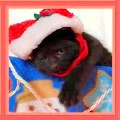 Jingle