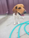 Shiloh