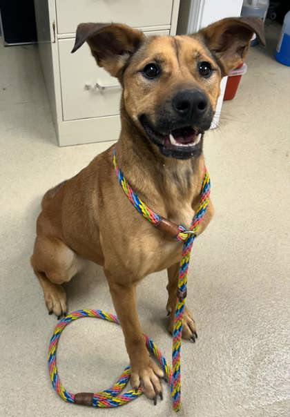 adoptable Dog in Sullivan, IN named Hillary