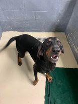 Elvis Pawsley