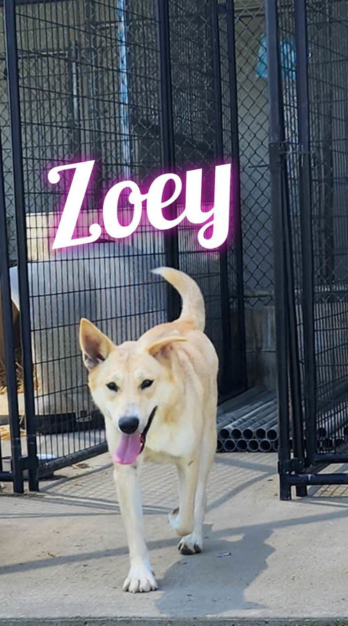 Zoey