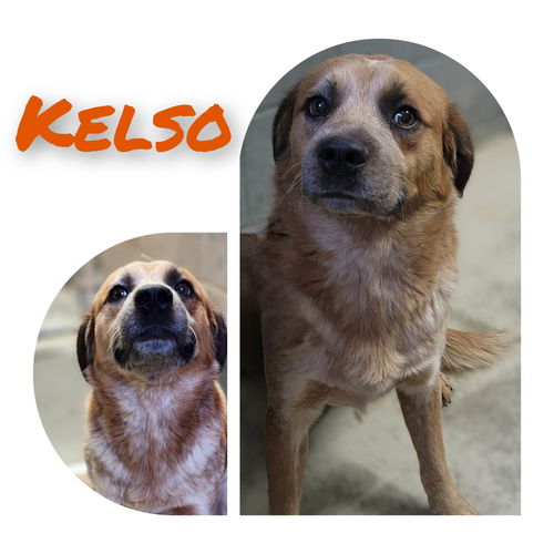 Kelso