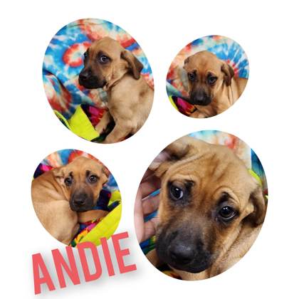 Andie