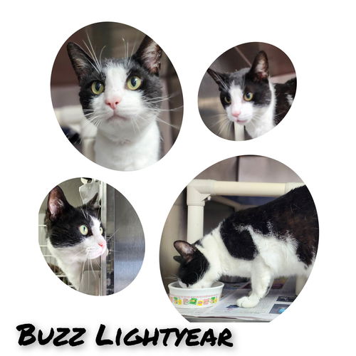 Buzz Lightyear