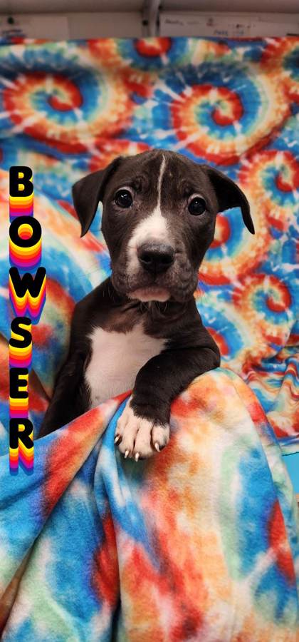 Bowser