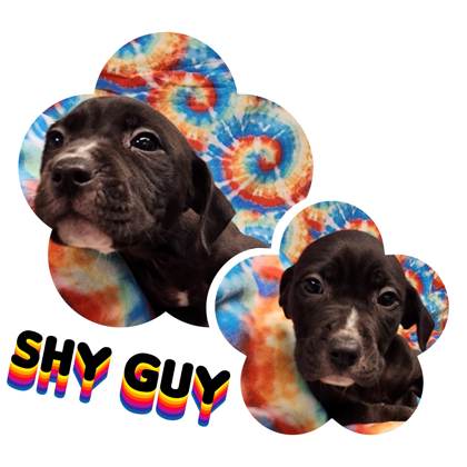 Shy Guy