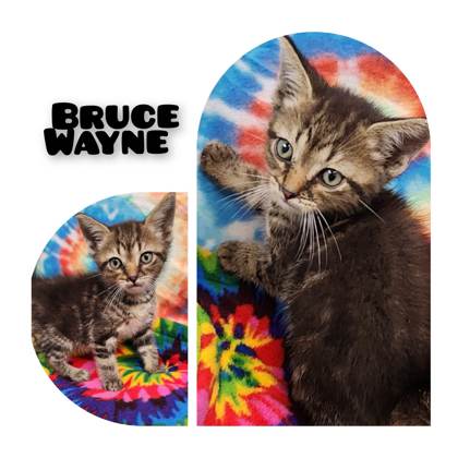 Bruce Wayne