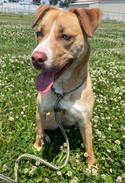 adoptable Dog in Sullivan, IN named Ruby