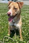 adoptable Dog in Sullivan, IN named Ruby