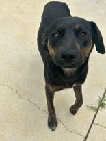 adoptable Dog in Sullivan, IN named Marcy Dodd