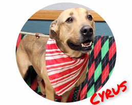 Cyrus