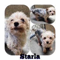 Starla