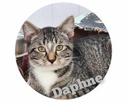 Daphne Moon