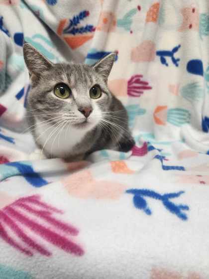 Sookie