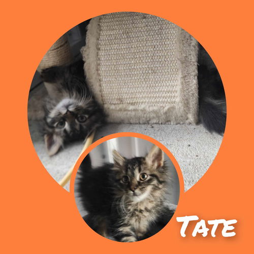 Tate