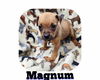Magnum Pea