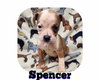 Spencer Pea