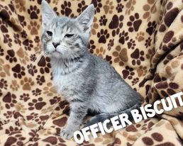 Officer Biscuit