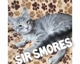 Sir Smores
