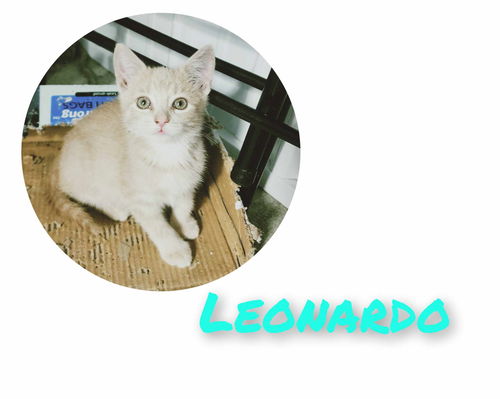 Leonardo