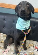 adoptable Dog in Sullivan, IN named Tiger Lily