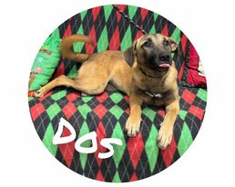 Dos