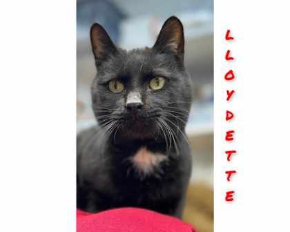 adoptable Cat in Sullivan, IN named Lloydette