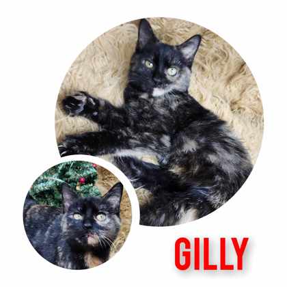 Gilly