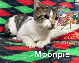 Moon Pie