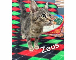 Zeus