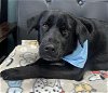 adoptable Dog in , IN named Winter Fell