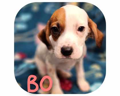 Bo