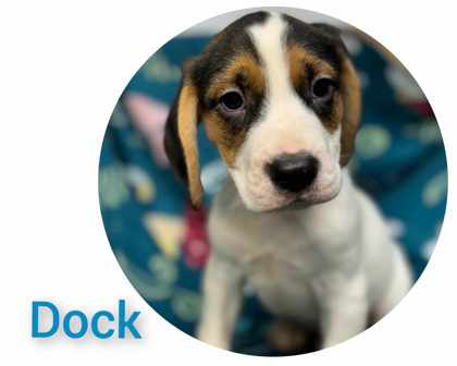 Dock