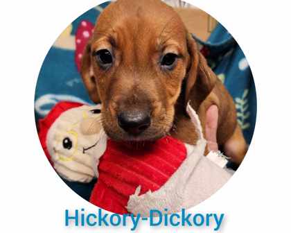Hickory Dickory